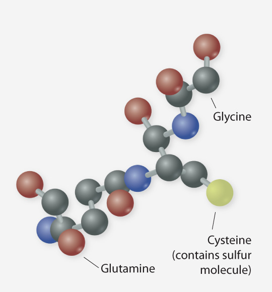 Glutathione Molecule